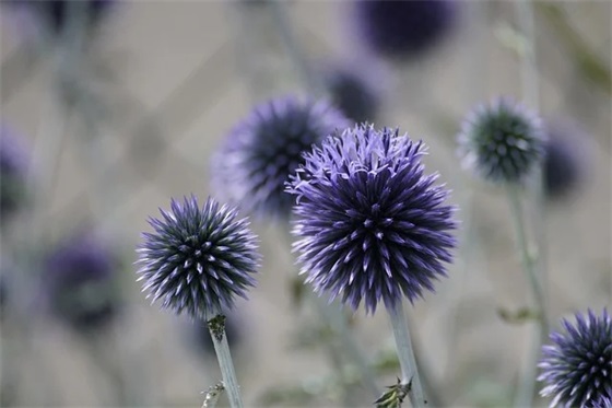 抗击新型冠状病毒肺炎疫情祝福句子