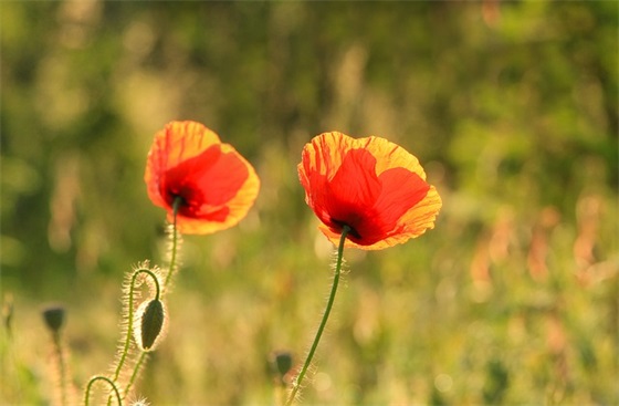 印记席慕容范例6篇