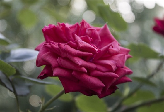 国际经济法论文范例6篇