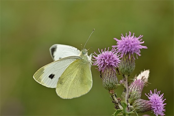个性说明范例6篇