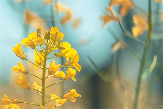 落入凡间的精灵范例6篇