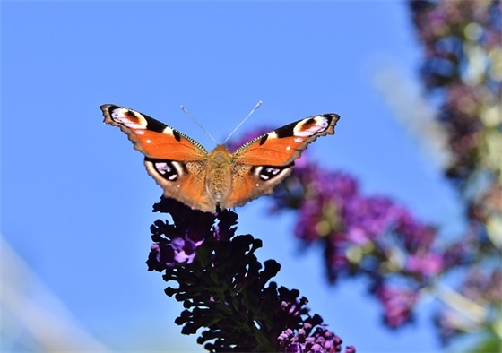 廉洁自律事迹材料范例6篇