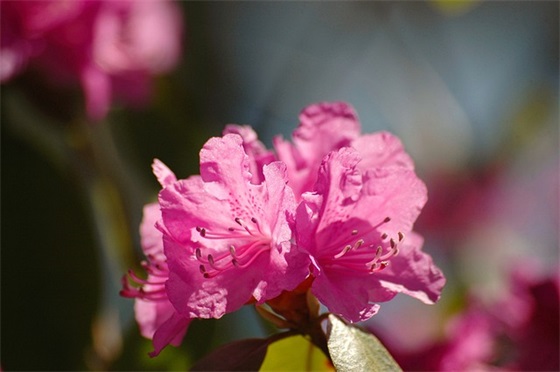 带着梦想飞范例6篇