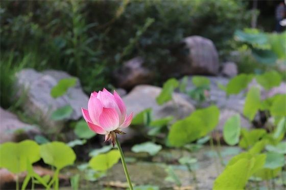 大学生心理健康论文3000字范例6篇