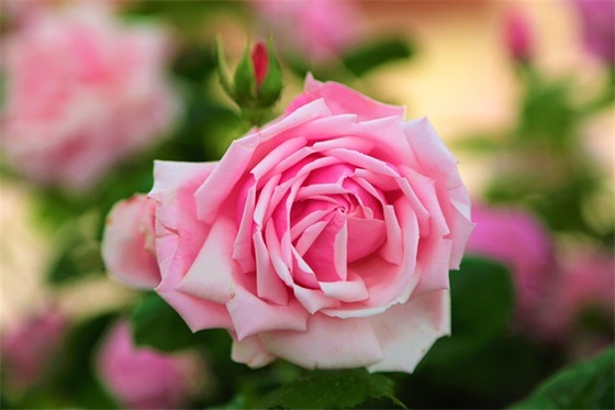 挨打作文范例6篇