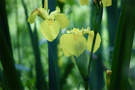 看图猜成语答案范例6篇