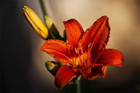 野蔷薇苔范例6篇