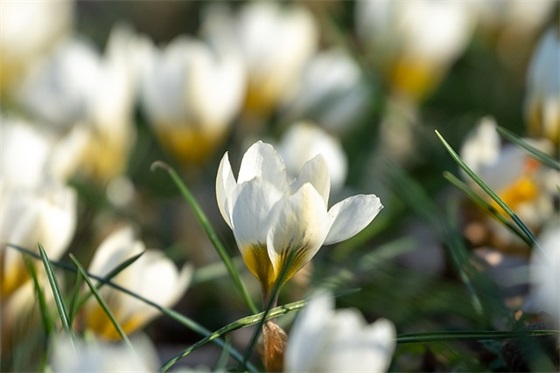 众人划桨开大船串词范例6篇