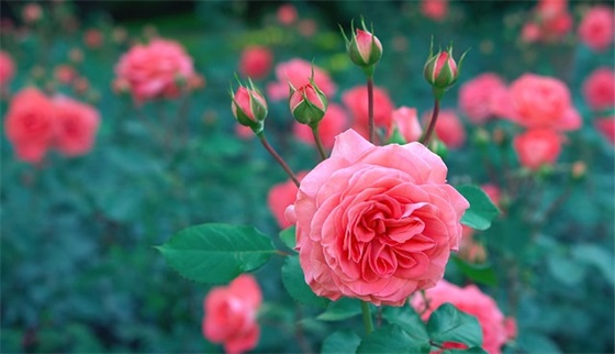 母亲快乐范例6篇