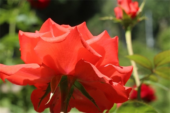 专科大学毕业论文范例6篇