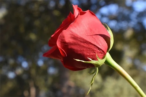 冰心小桔灯范例6篇