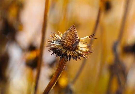 情人节传情范例6篇