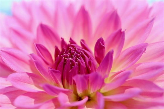 三毛描写爱情的句子77句