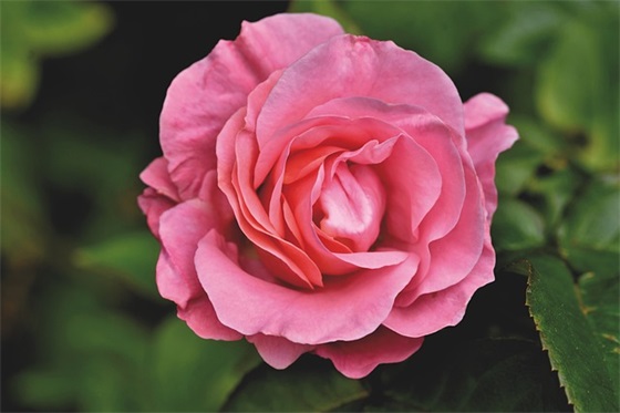 调整心态的正能量句子 积极向上正能量的句子