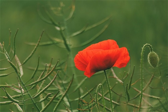 一起春游的句子