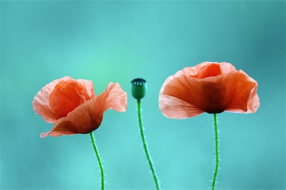 2025关于三月的优美励志句子