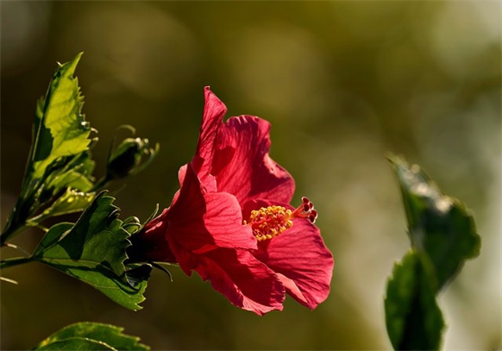 表达幸福家庭的句子