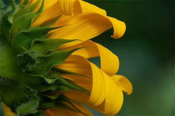 学生手册家长的话82句