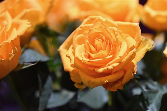 学生成绩报告单评语85句