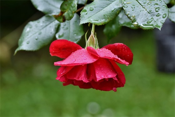 描写足球比赛的场景102句