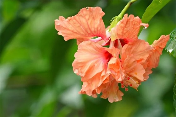 好女生网名优雅的简单