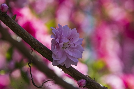 可爱梦幻网名推荐男生