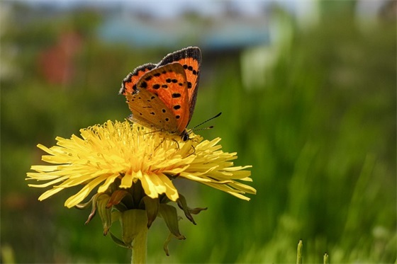 古风网名有意境