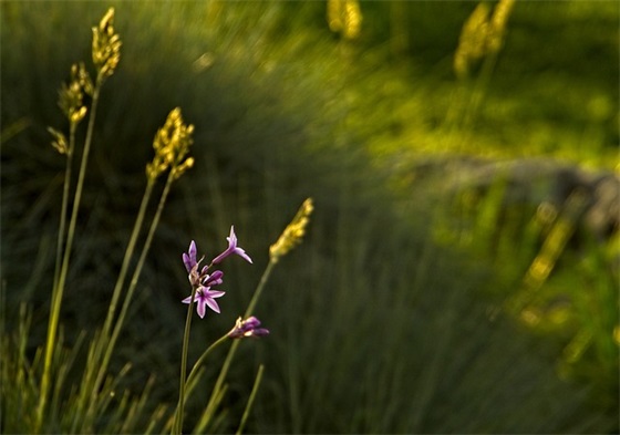 qq网名动物图片
