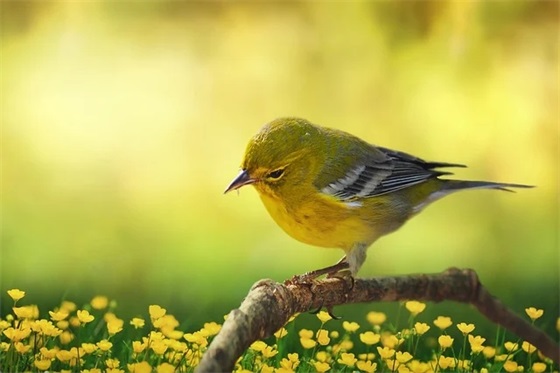 快乐的简单网名