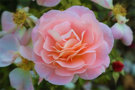 婚姻家庭法论文