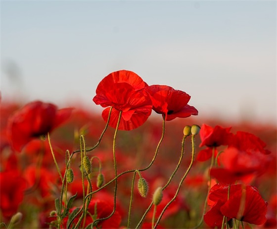 带叱奔的网名昵称