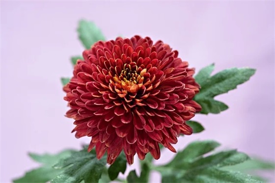 带抽父的网名昵称