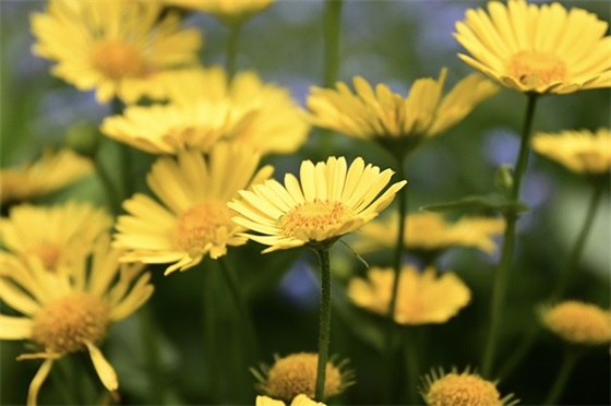 带崔回的网名昵称