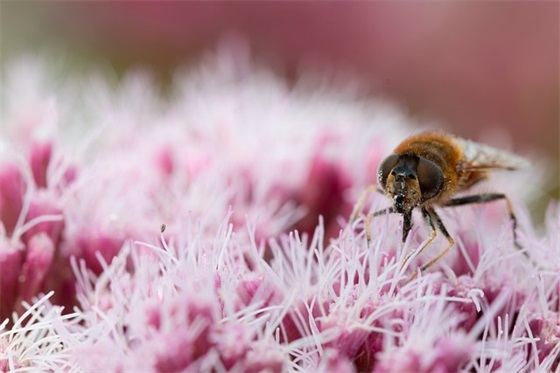 带腊肉二字的网名