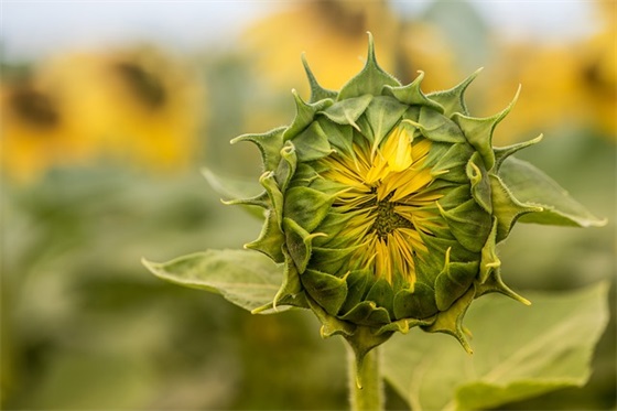 带雾都的游戏网名