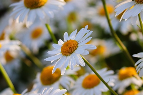 带明星的沙雕网名