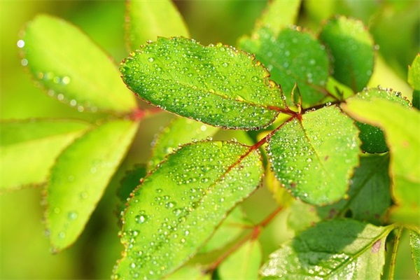 带木字花语的网名