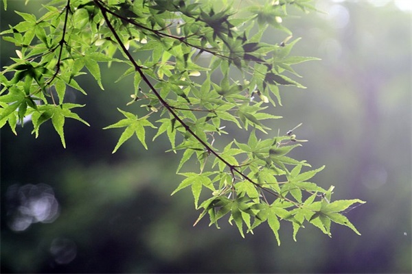 带虎字的qq个性网名