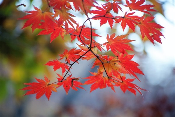 带婷梦字的网名唯美