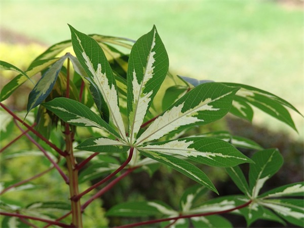 带新馨字的网名女生