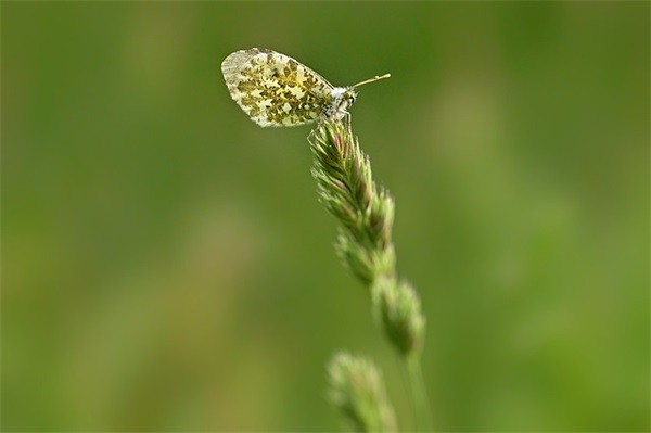表达感激顾客的话语92句