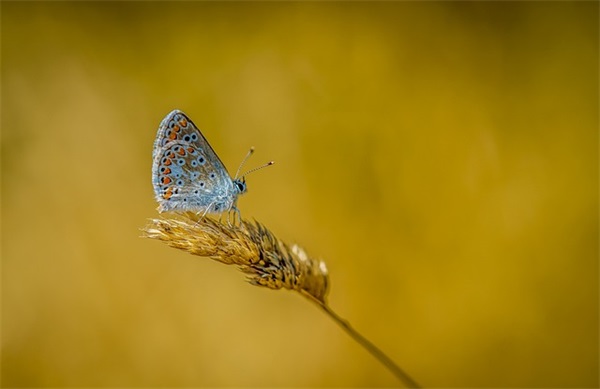 感恩节2025年80句