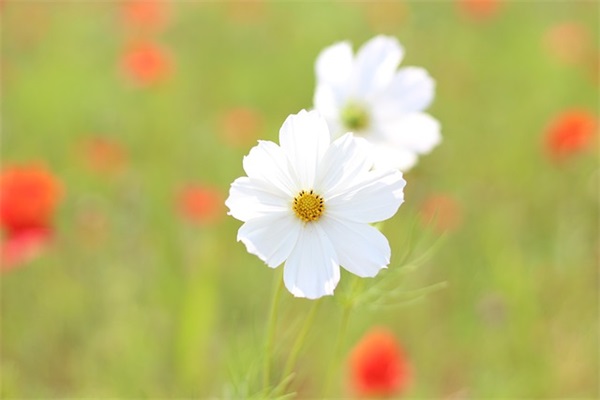 对幼儿园毕业孩子的祝福语和成长寄语-58句