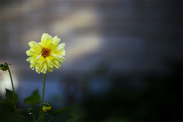 小学最后一年家长寄语简短-53句