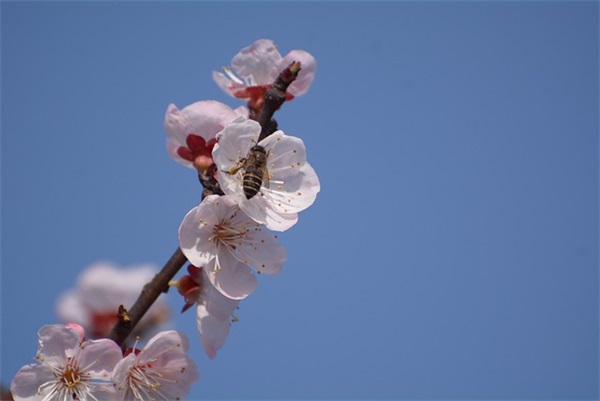 8岁男孩的父母寄语-100句