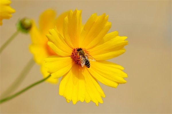初中毕业寄语给学生-100句