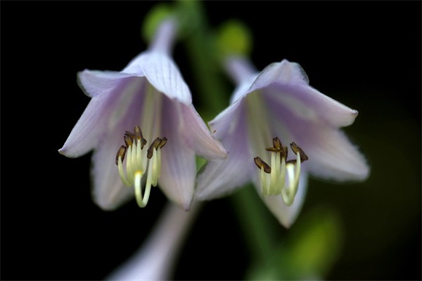 端午节学生寄语 【端午节学生的祝福语】