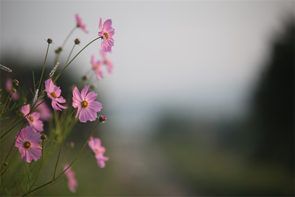 孩子生日快乐妈妈寄语 【孩子生日快乐怎么祝福妈妈】