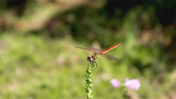 班主任给班级的整体寄语50字-59句