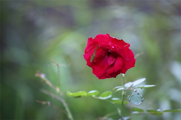 优美句子赏析大全 优美句子赏析大全200字